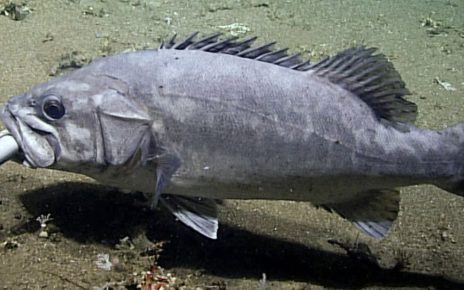 Cientistas capturam imagens incrivelmente raras de peixes do fundo do mar devorando um tubarão inteiro Cientistas capturam imagens incrivelmente raras de peixes do fundo do mar devorando um tubarão inteiro