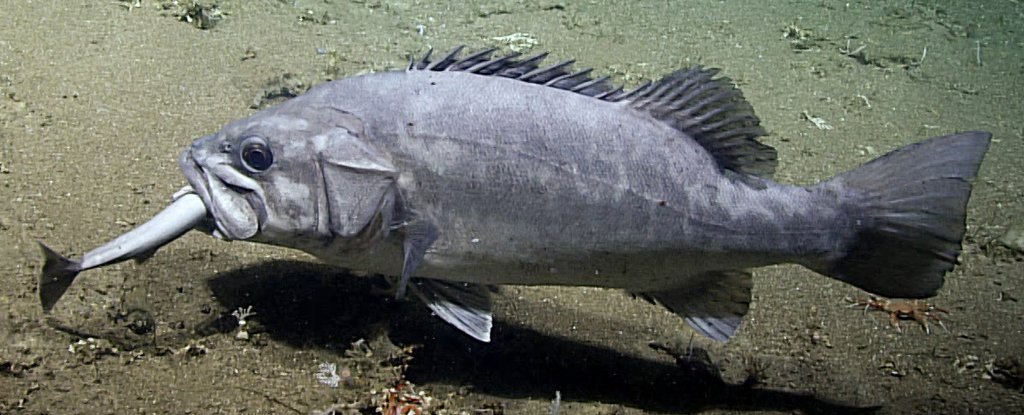 Cientistas capturam imagens incrivelmente raras de peixes do fundo do mar devorando um tubarão inteiro Cientistas capturam imagens incrivelmente raras de peixes do fundo do mar devorando um tubarão inteiro
