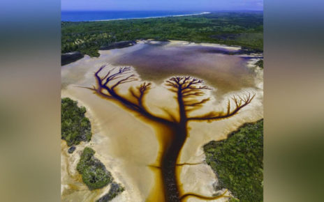 Drone registra uma incrível ‘Árvore da Vida’ em lago na Austrália Drone registra uma incrível ‘Árvore da Vida’ em lago na Austrália
